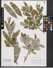 Foto von Salix xanthicola K. I. Chr.